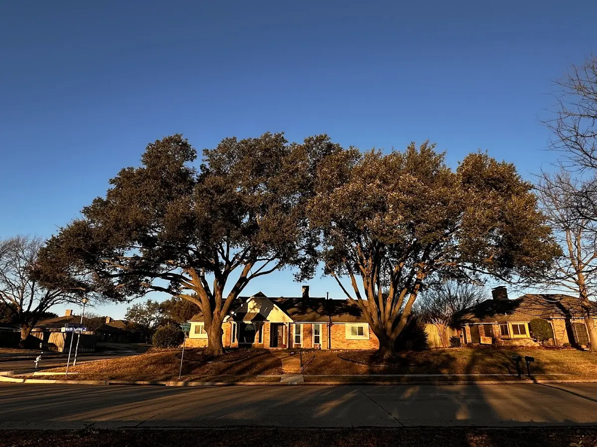 Established residential canopy tree shading a home in Mammoth
